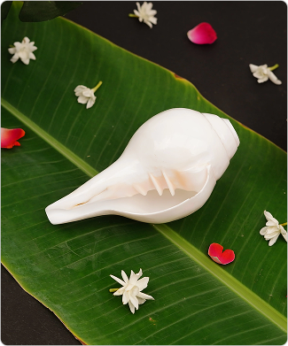 Large and Natural Vishnu Blowing Shankh